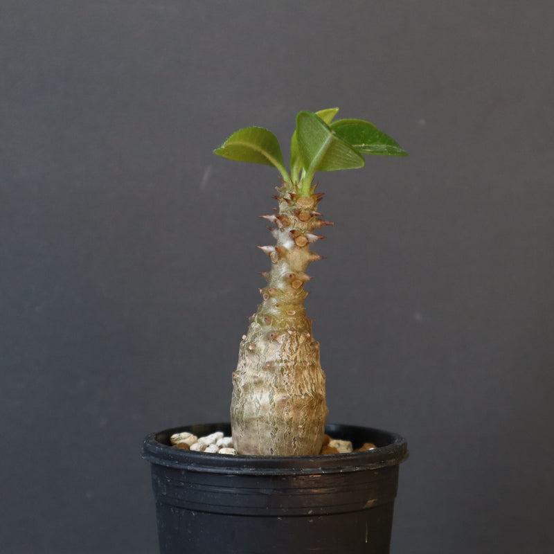 P.ウィンゾリー（実生）266