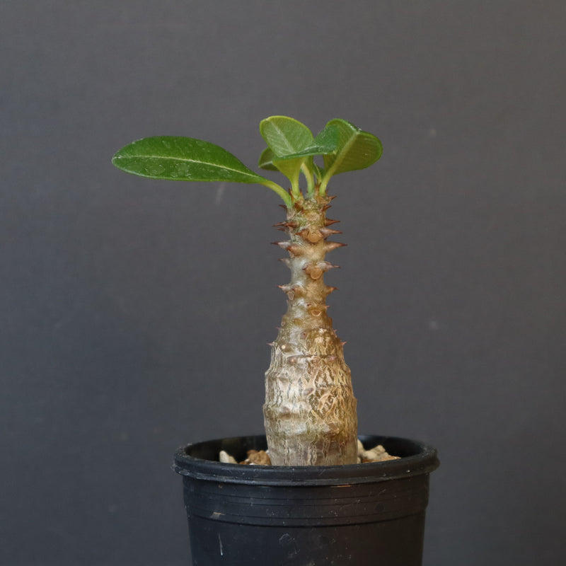 P.ウィンゾリー（実生）266