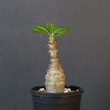 P.ウィンゾリー（実生）266