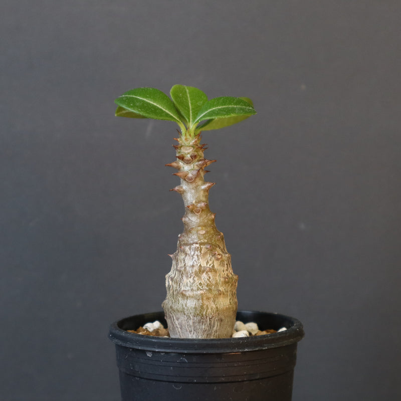 P.ウィンゾリー（実生）266