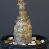 P.ウィンゾリー（実生）266