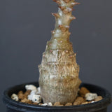 P.ウィンゾリー（実生）266