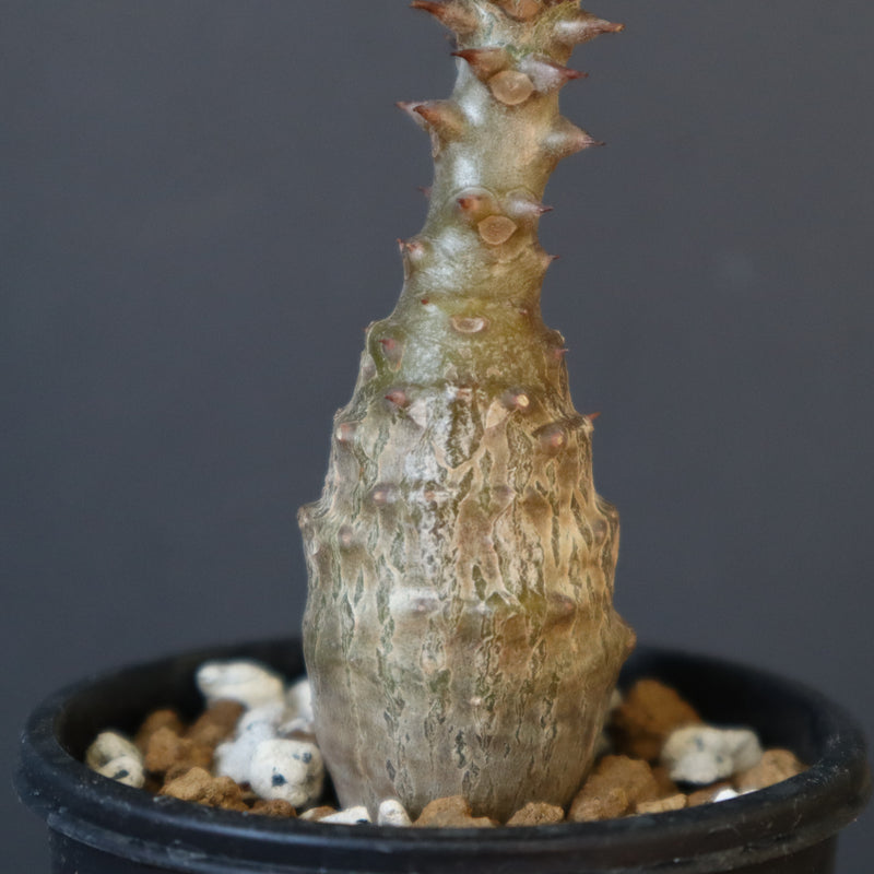 P.ウィンゾリー（実生）266