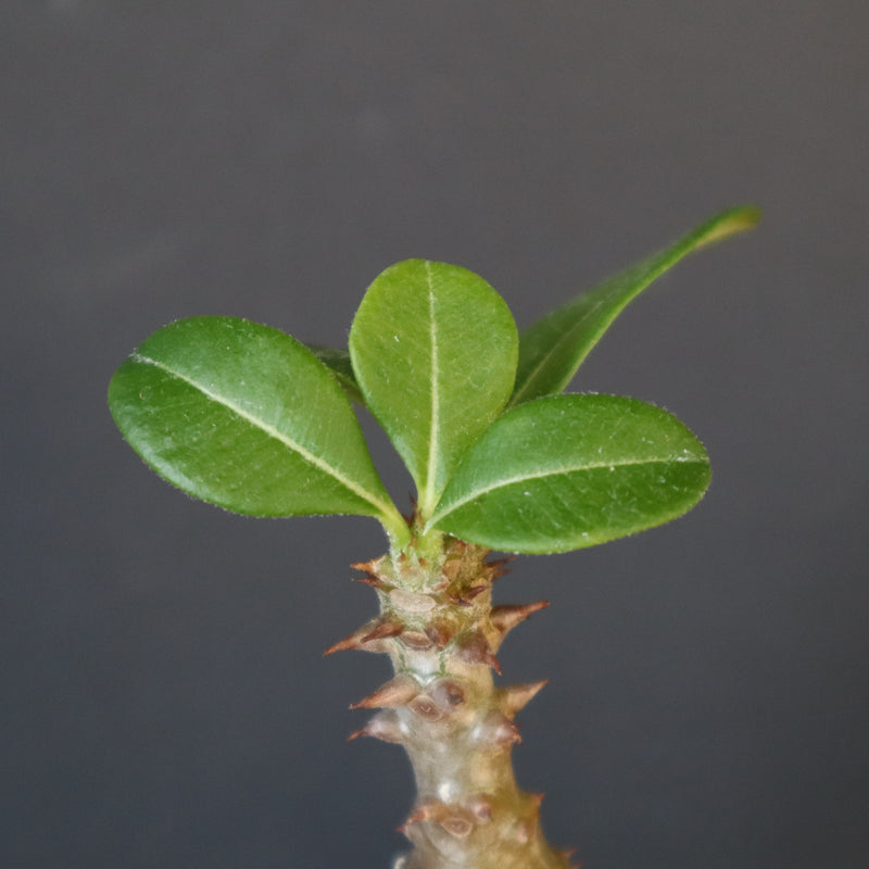 P.ウィンゾリー（実生）266