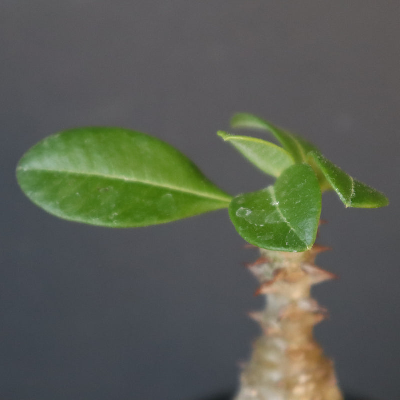 P.ウィンゾリー（実生）266