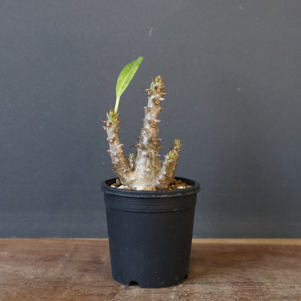 P.ウィンゾリー（実生）138