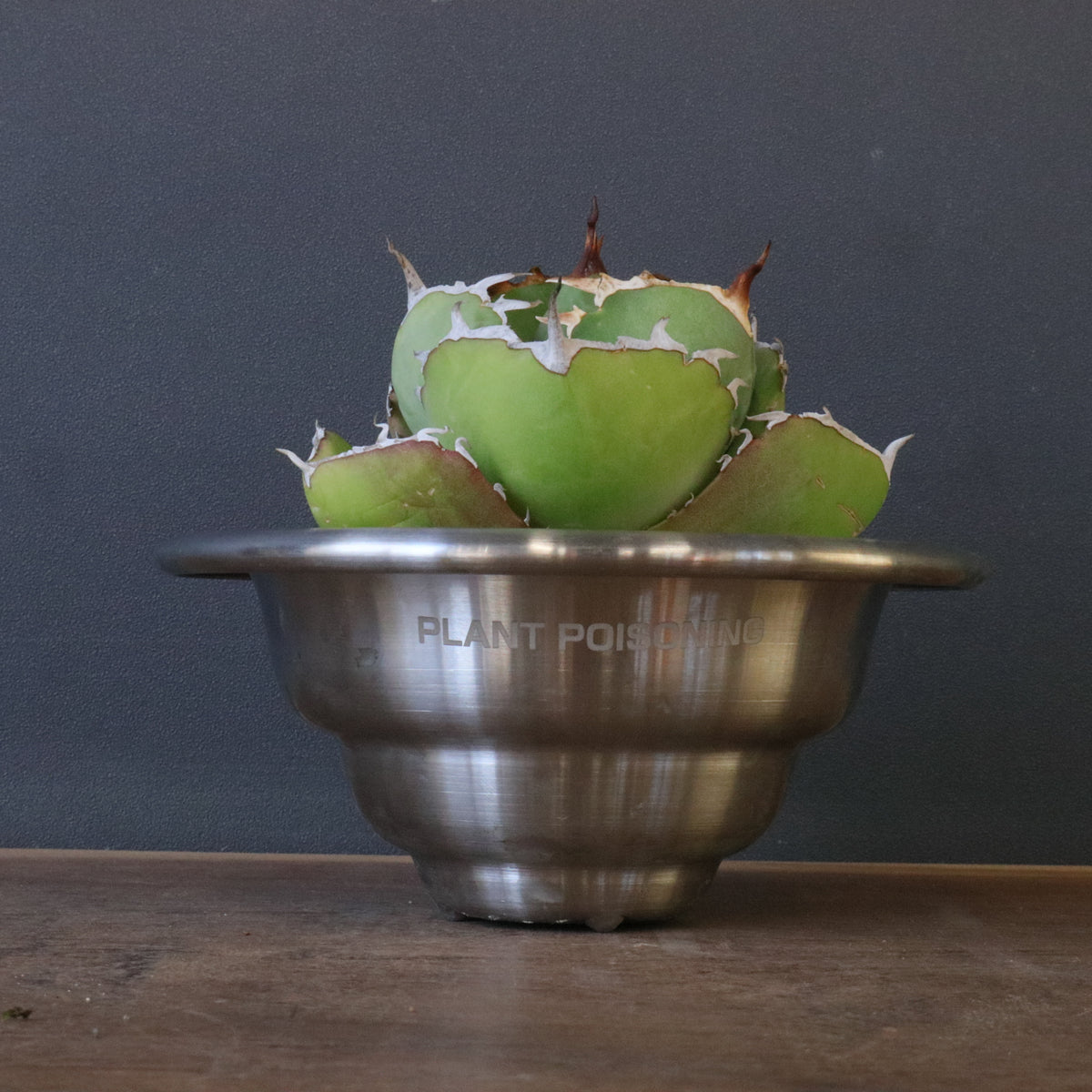 アガベ – TaiShoDo ONLINE SHOP