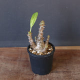 P.ウィンゾリー（実生）138