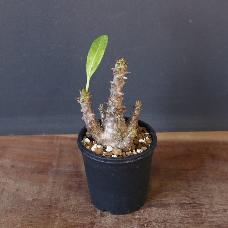 P.ウィンゾリー（実生）138