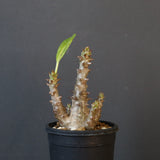 P.ウィンゾリー（実生）138