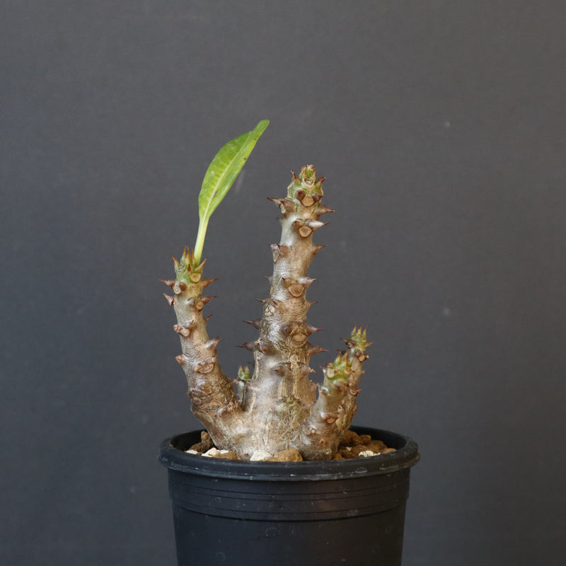 P.ウィンゾリー（実生）138