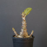 P.ウィンゾリー（実生）138