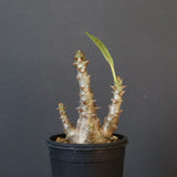 P.ウィンゾリー（実生）138