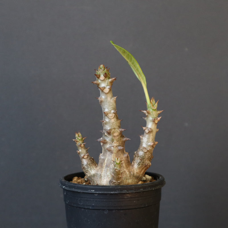 P.ウィンゾリー（実生）138