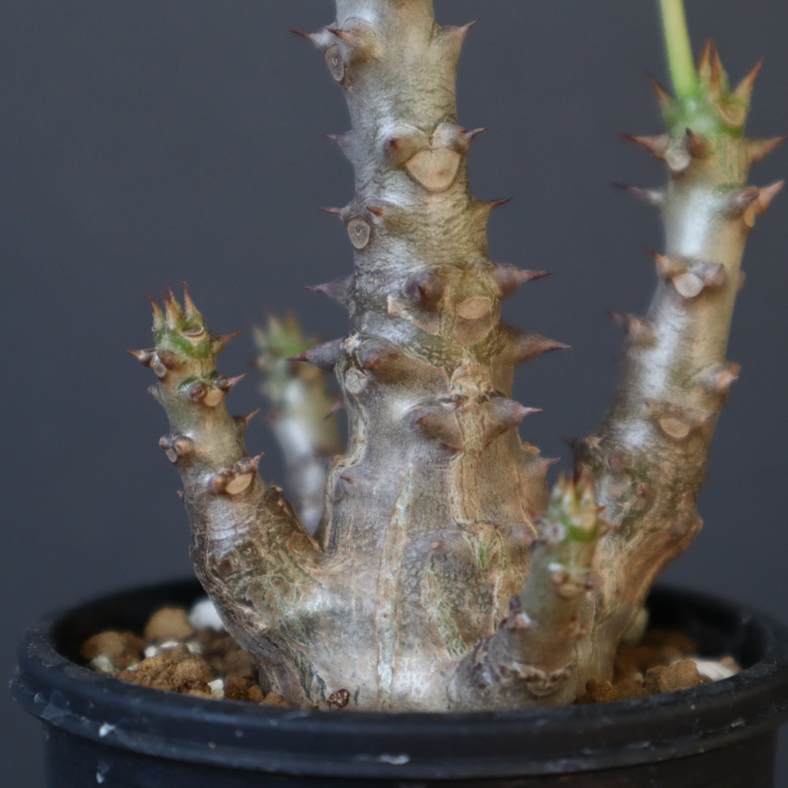 P.ウィンゾリー（実生）138 – TaiShoDo ONLINE SHOP