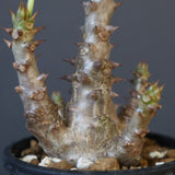 P.ウィンゾリー（実生）138