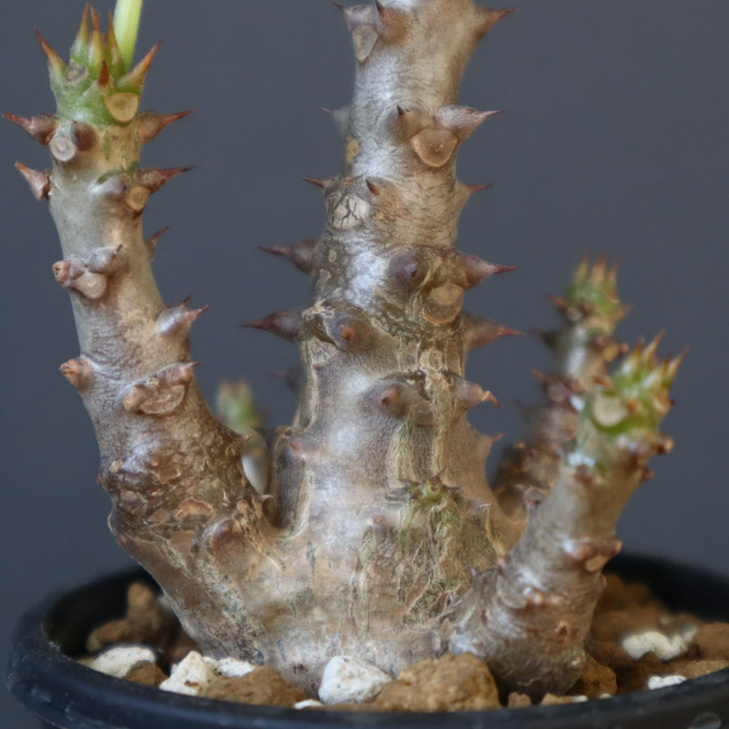 P.ウィンゾリー（実生）138