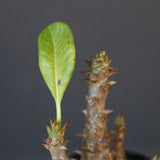 P.ウィンゾリー（実生）138