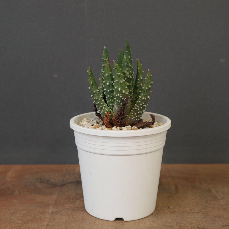 専用Sunday様　アロエ　ペアルソニー　Aloe pearsonii アロエ ペアルソニー EC2163 – TaiShoDo ONLINE SHOP