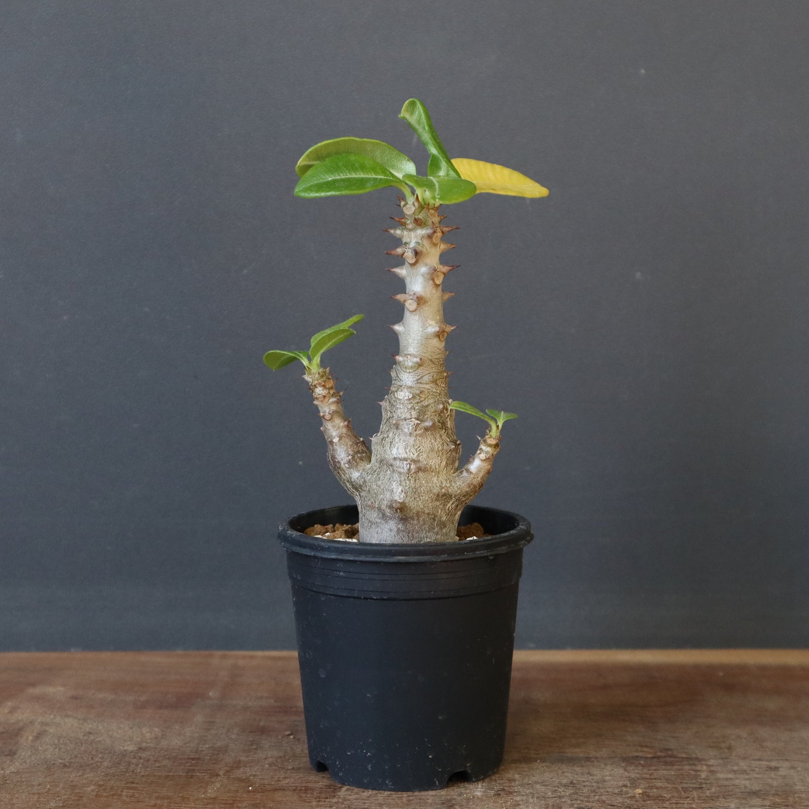 P.ウィンゾリー（実生）148 – TaiShoDo ONLINE SHOP