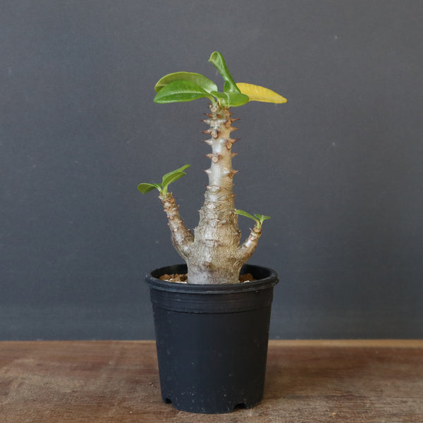 P.ウィンゾリー（実生）148