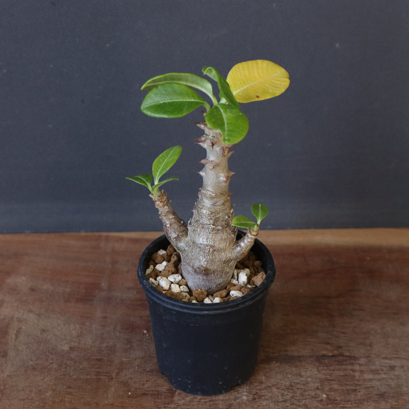 P.ウィンゾリー（実生）148