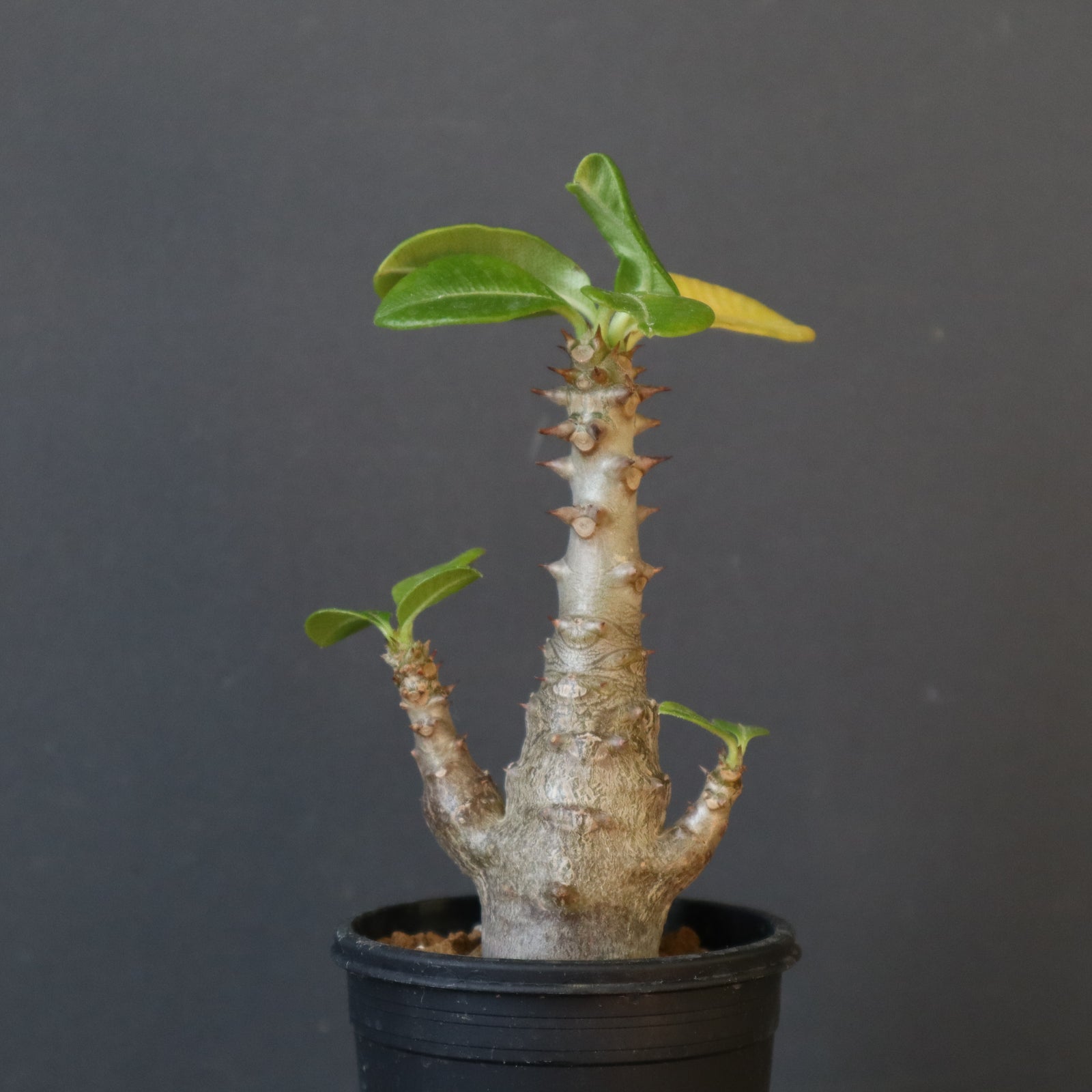 プリンさんウィンゾリー　10 P.ウィンゾリー（実生）148 – TaiShoDo ONLINE SHOP