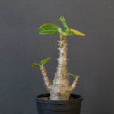 P.ウィンゾリー（実生）148