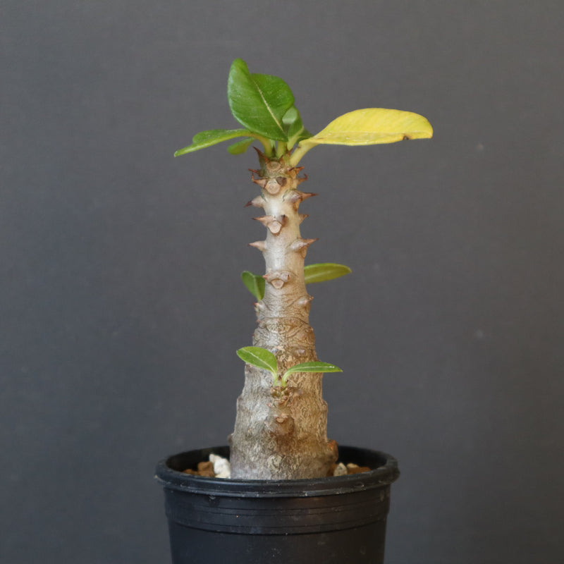 P.ウィンゾリー（実生）148