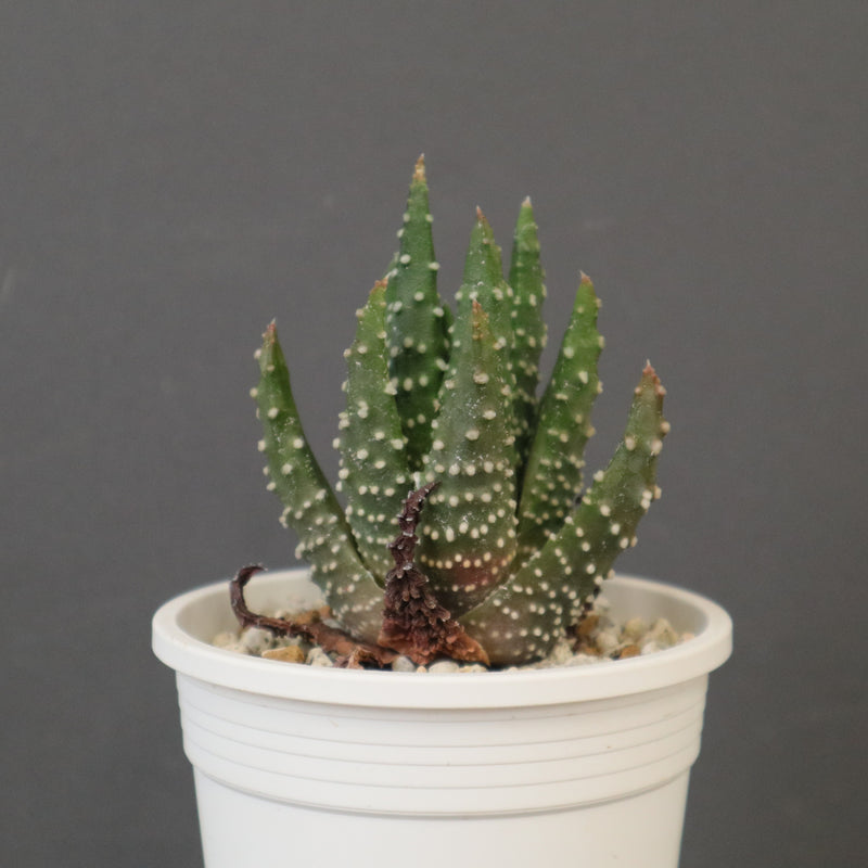 アロエ ペアルソニー EC2164 – TaiShoDo ONLINE SHOP