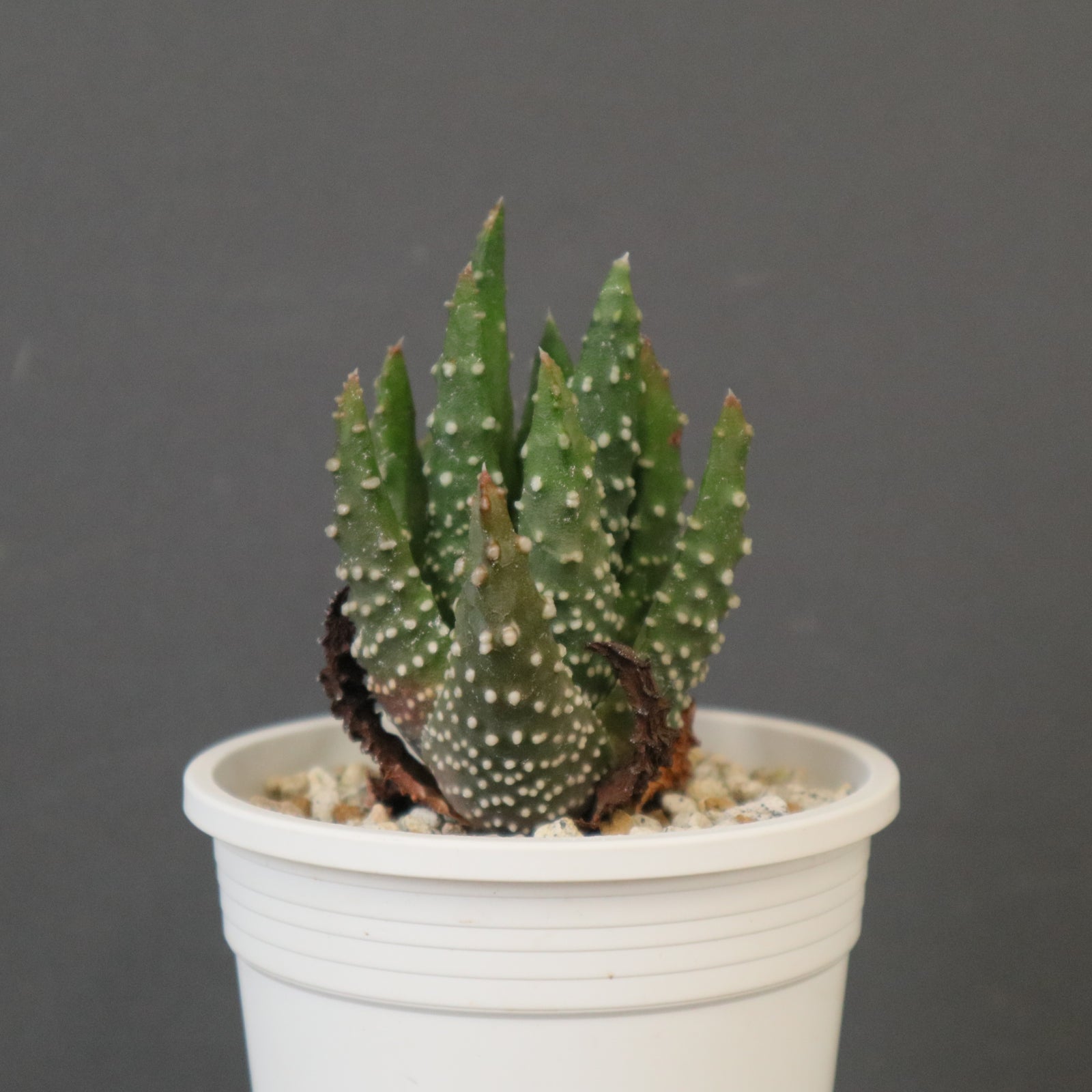 アロエ　ペアルソニー　　カキコ　一株 アロエ ペアルソニー EC2164 – TaiShoDo ONLINE SHOP
