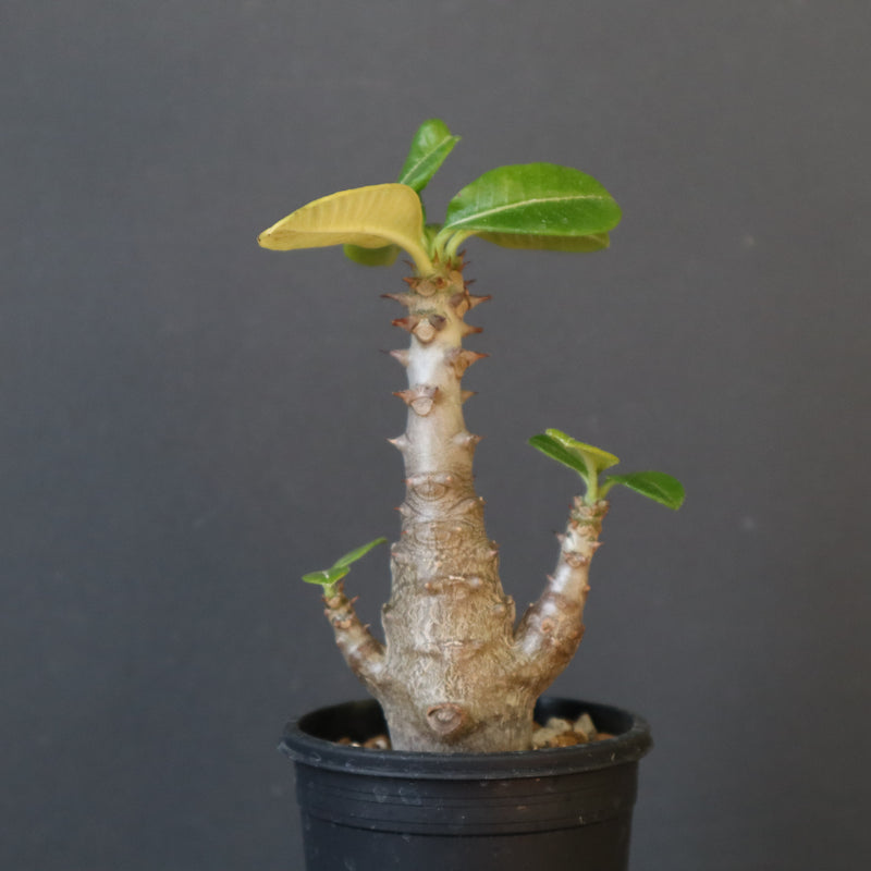 P.ウィンゾリー（実生）148