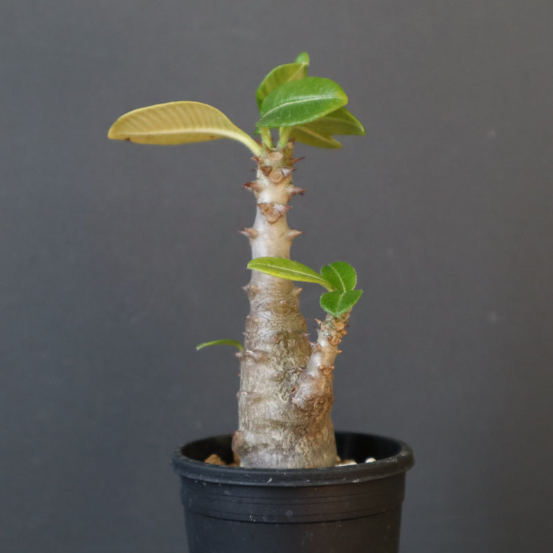 P.ウィンゾリー（実生）148