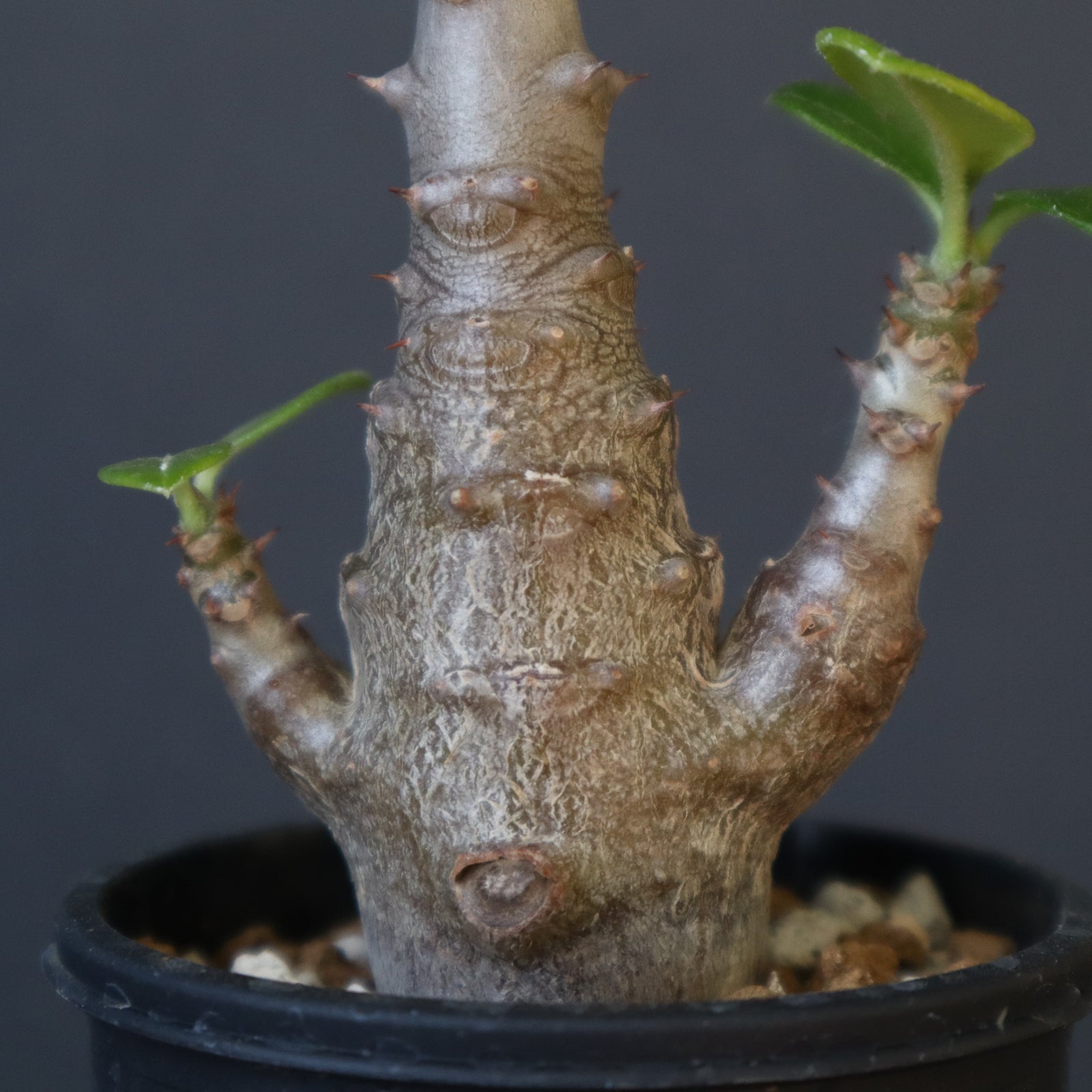 P.ウィンゾリー（実生）148 – TaiShoDo ONLINE SHOP