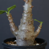 P.ウィンゾリー（実生）148