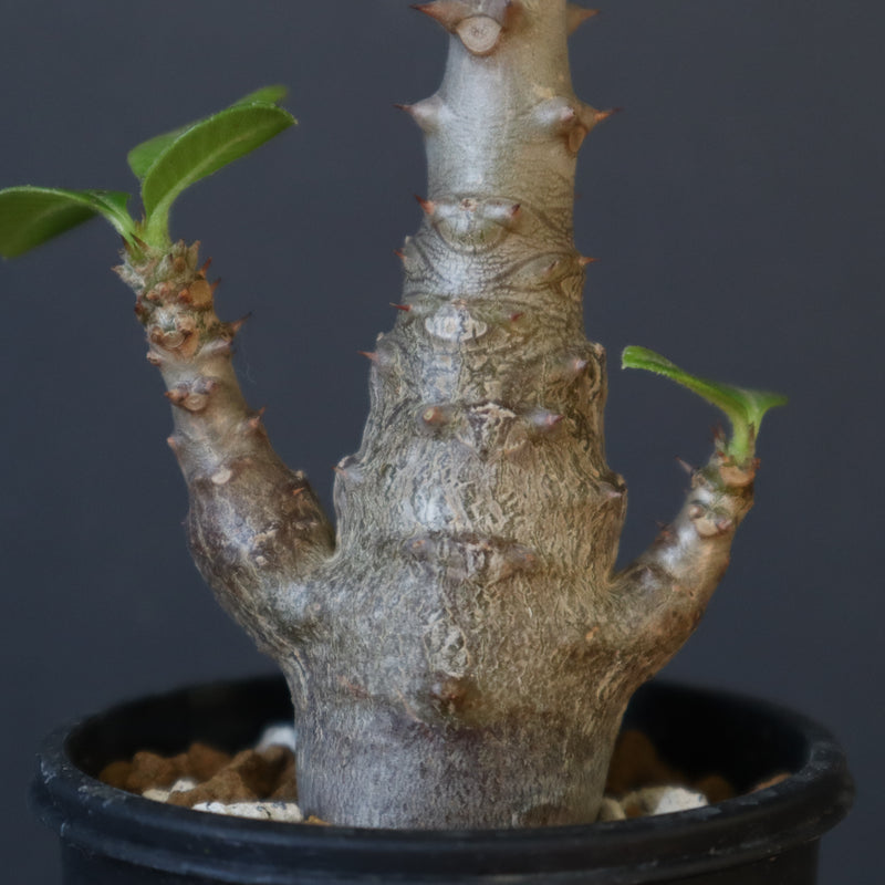 P.ウィンゾリー（実生）148