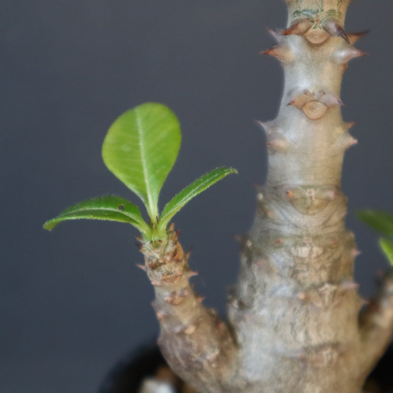 P.ウィンゾリー（実生）148