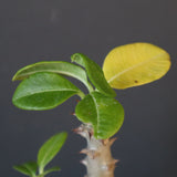 P.ウィンゾリー（実生）148