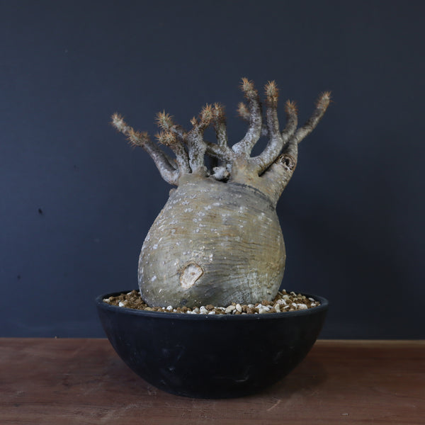 P.グラキリス 1274【綴化】 – TaiShoDo ONLINE SHOP