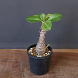 P.ウィンゾリー（実生）304