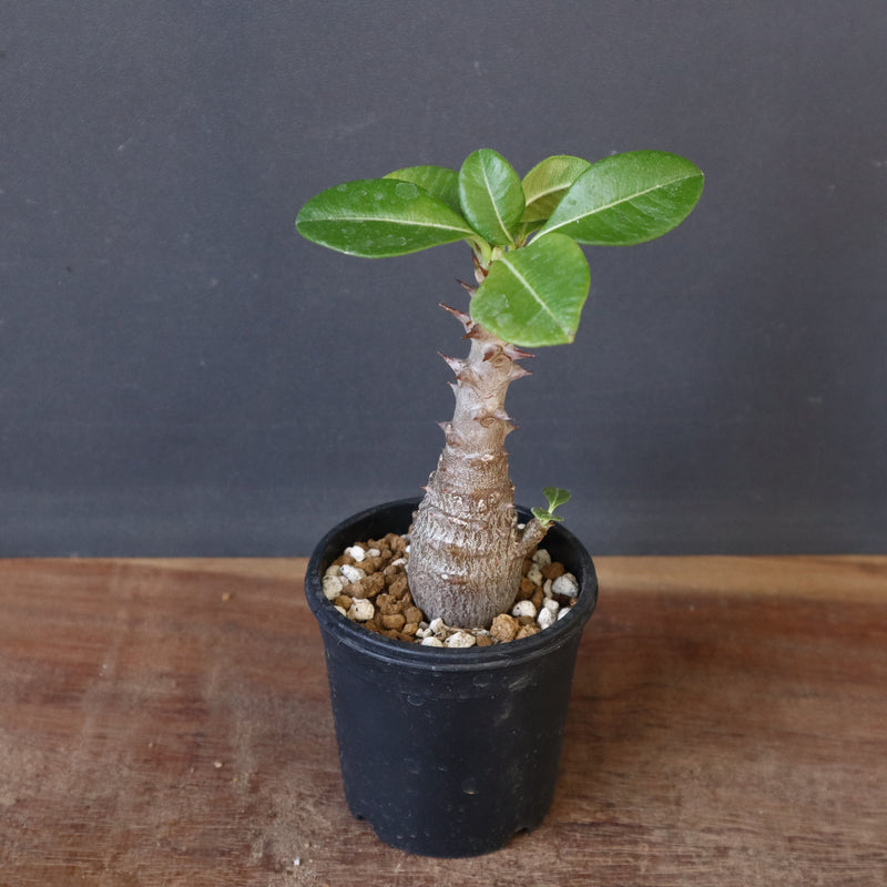 P.ウィンゾリー（実生）304