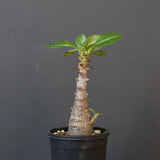 P.ウィンゾリー（実生）304