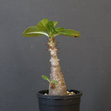 P.ウィンゾリー（実生）304