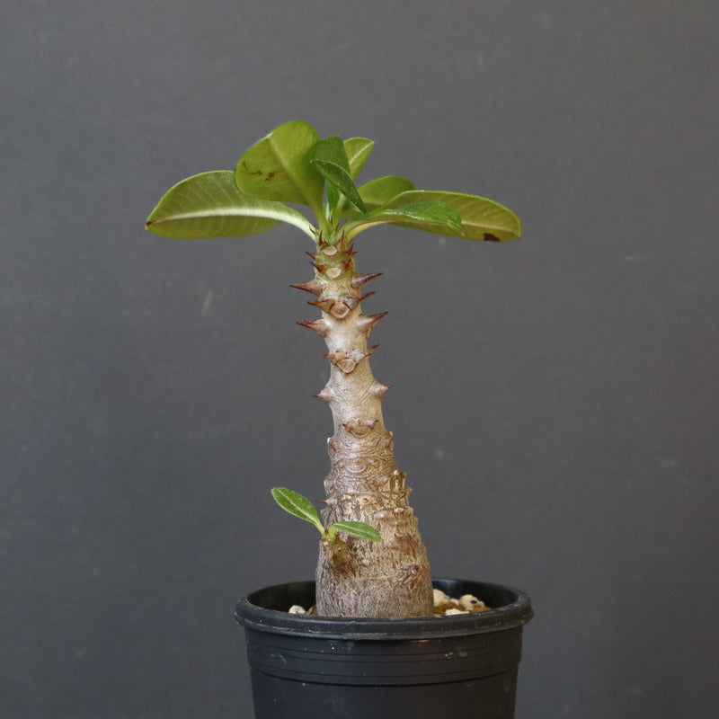 P.ウィンゾリー（実生）304