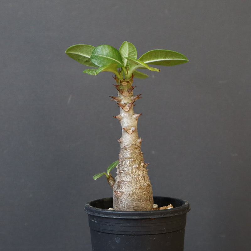 P.ウィンゾリー（実生）304