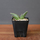 【DRAGON AGAVE】 麻花 EC2762
