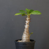 P.ウィンゾリー（実生）304