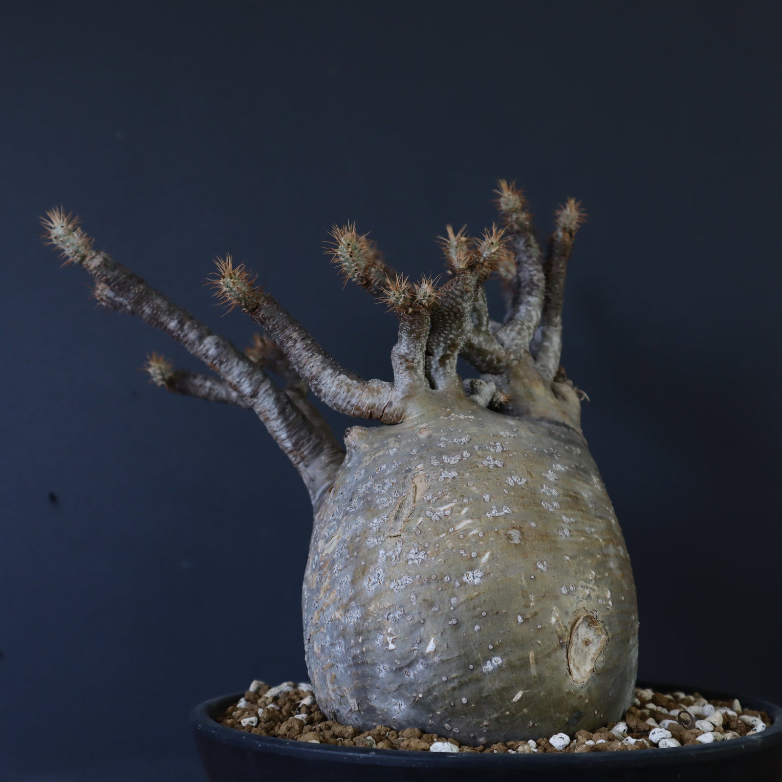 グラキリス　綴化　パキポディウム② 綴化 セッカ 】発根済 グラキリス 現地株 BG-129 × S.N.Pot