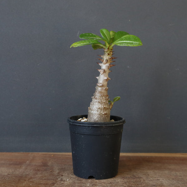 P.ウィンゾリー（実生）304