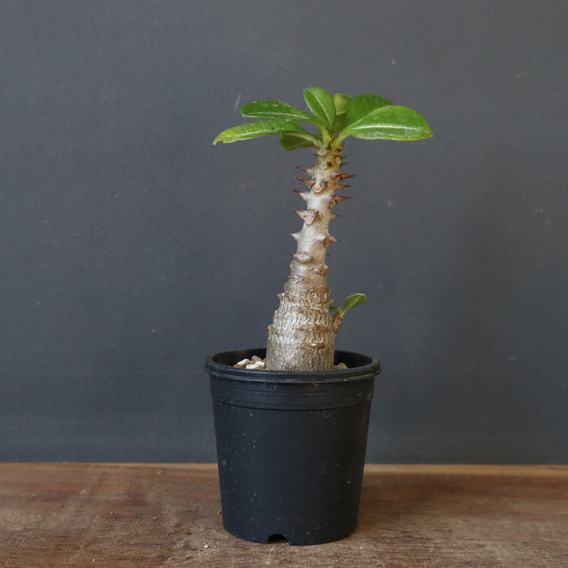 P.ウィンゾリー（実生）304